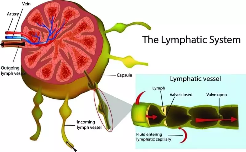 Лімфатична система людини: будова, функції, схема руху лімфи 11