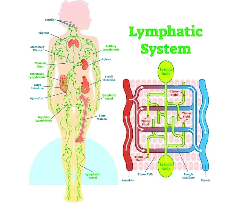 Лімфатична система людини: будова, функції, схема руху лімфи 1
