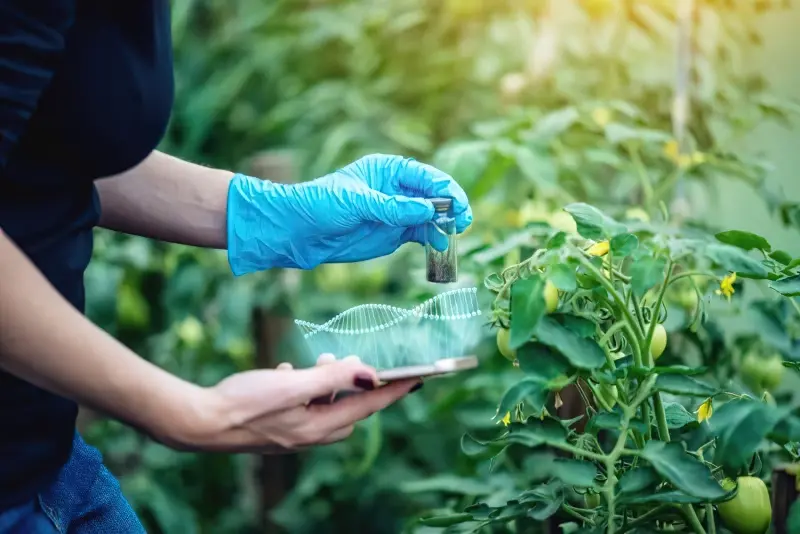 Чи шкідливо їсти ГМО-продукти 11