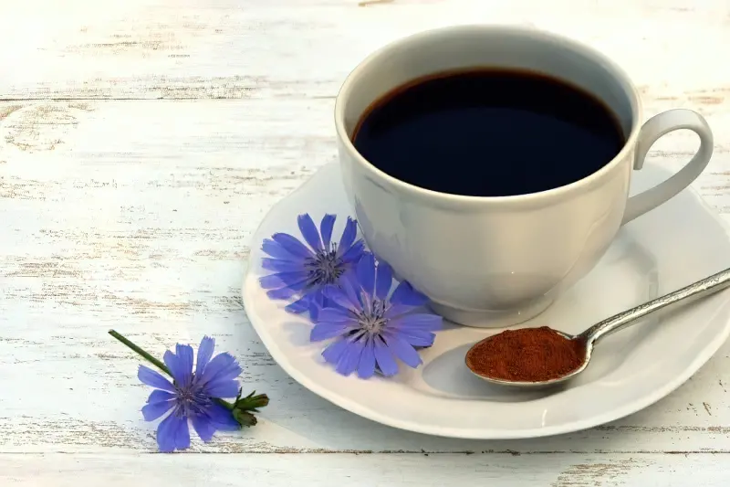 Заміна кави: чим корисний цикорій 1