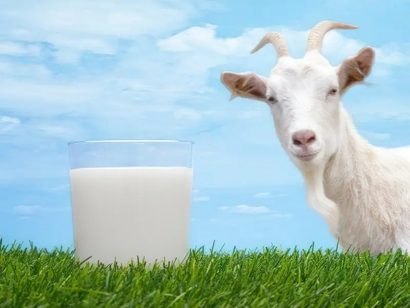 Які бувають види молока, яке корисніше 1