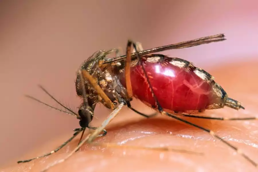 Чим небезпечні комарі: наслідки і запобігання 15